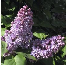 Close-up van seringbloemen
