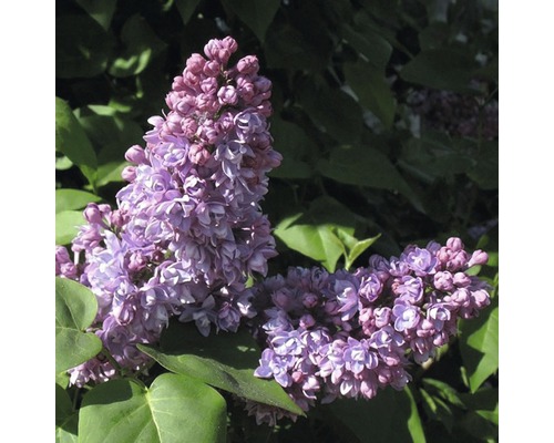 FLORASELF Sering Syringa vulgaris 'Mrs Edward Harding' potmaat 3 L H 40-60 cm Close-up van seringbloemen