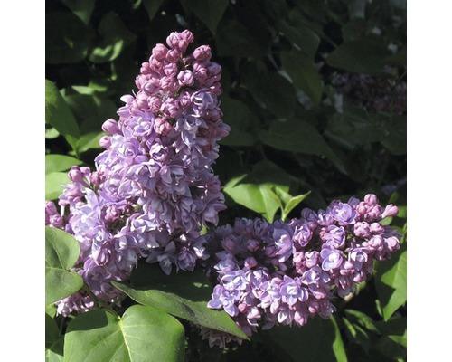 FLORASELF Sering Syringa vulgaris 'Mrs Edward Harding' potmaat 3 L H 40-60 cm