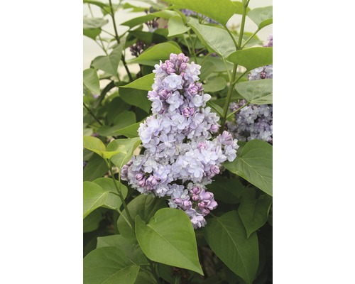 FLORASELF Sering Syringa vulgaris 'Belle de Nancy' potmaat 3 L H 40-60 cm Bloeiwijze van een seringplant met bladeren
