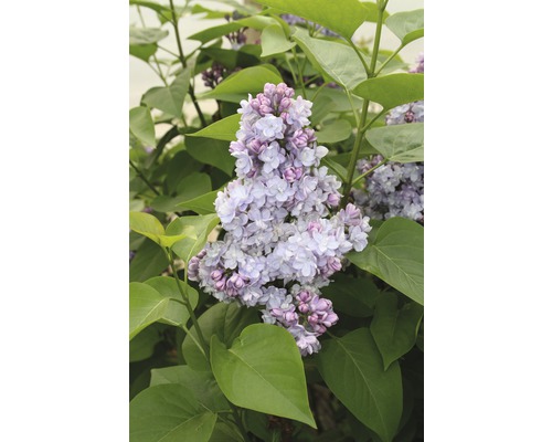 FLORASELF Sering Syringa vulgaris 'Belle de Nancy' potmaat 3 L H 40-60 cm