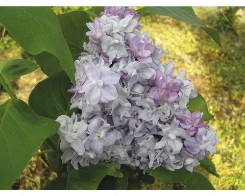 FLORASELF Sering Syringa vulgaris 'Katherine Havemeyer' potmaat 3 L H 40-60 cm