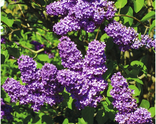 FLORASELF Sering Syringa vulgaris 'Lavender Lady' potmaat 3 L H 40-60 cm