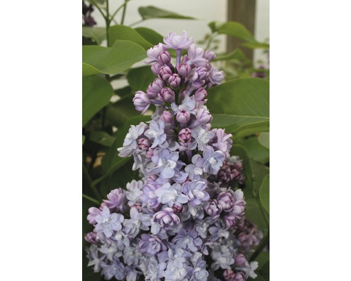 FLORASELF Sering Syringa vulgaris 'Michel Buchner' potmaat 3 L H 40-60 cm Close-up van een bloeiende seringplant