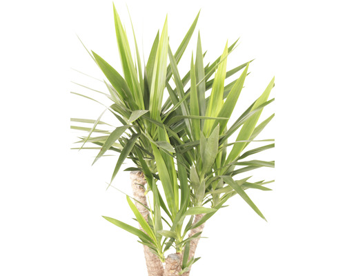 Yucca palm kamerplant met lange, puntige bladeren