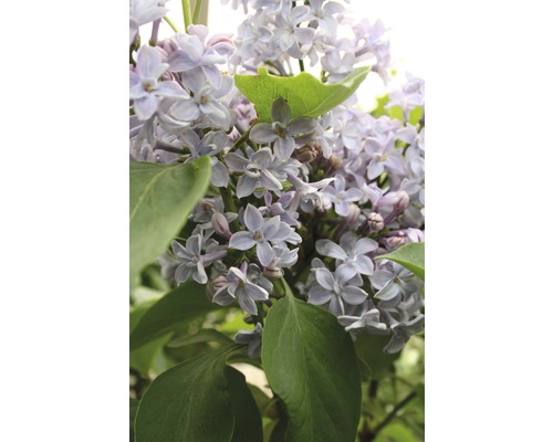 FLORASELF Sering Syringa vulgaris 'Président Grévy' potmaat 3 L H 40-60 cm Close-up van bloeiende sering met groene bladeren