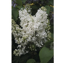 Close-up van een witte seringenbloem met groene bladeren