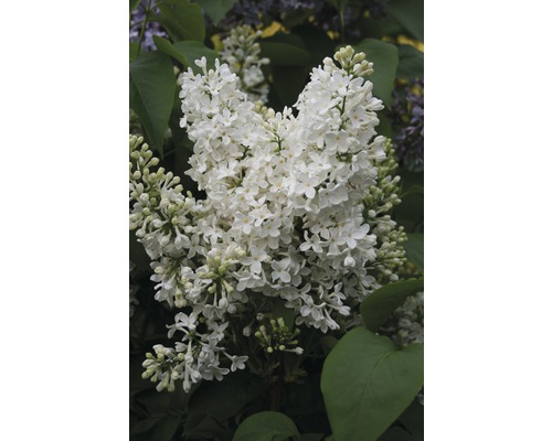 FLORASELF Sering Syringa vulgaris 'Mme Florent Stepman' potmaat 3 L H 40-60 cm