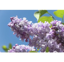 Close-up van paarse seringenbloemen tegen een blauwe lucht