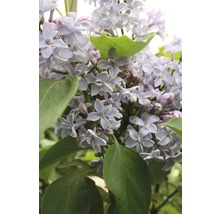 Close-up van seringbloemen met bladeren