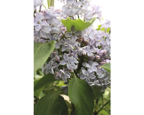 FLORASELF Sering Syringa vulgaris 'Président Grévy' potmaat 10 L H 60-80 cm Close-up van seringbloemen met bladeren