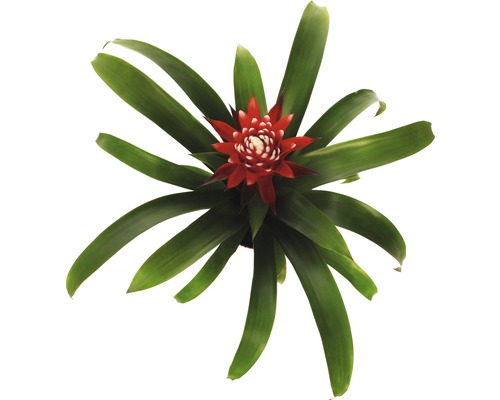 Bromelia met rode bloem en groene bladeren