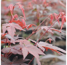 FLORASELF Japanse esdoorn Acer palmatum "Atropurpureum" potmaat Ø 28 cm H 80-100 cm