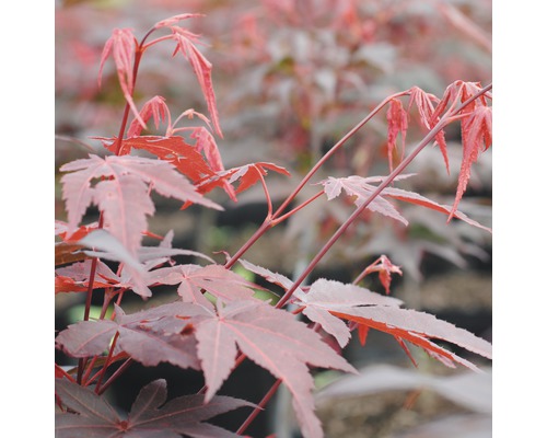 FLORASELF Japanse esdoorn Acer palmatum "Atropurpureum" potmaat Ø 28 cm H 80-100 cm FLORASELF Japanse esdoorn Acer palmatum "Atropurpureum" potmaat Ø 28 cm H 80-100 cm