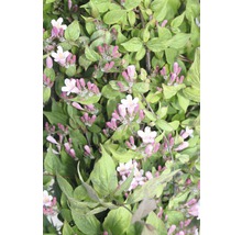 FLORASELF Koninginnenstruik Kolkwitzia amabilis potmaat Ø 28,0 cm H 80-100 cm