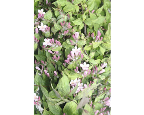 FLORASELF Koninginnenstruik Kolkwitzia amabilis potmaat Ø 28,0 cm H 80-100 cm Bloeiende struik met groene bladeren en roze bloemen