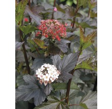 FLORASELF Sneeuwbalspirea Physocarpus opulifolius "Diabolo" ® potmaat Ø 28,0 cm H 80-100 cm