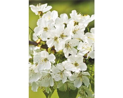 FloraSelf Sierkers Prunus incisa "Kojou-no-mai" potmaat Ø 23 cm H 60-80 cm Close-up van kersenbloesems