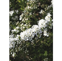 Bloeiende Spierstruik met witte bloemen