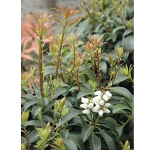 Groenblijvende Pieris struik met bladeren en bloemen