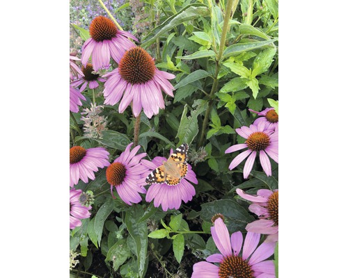 Close-up van Echinacea bloemen met vlinder in een tuin.