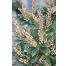 Bloeiende Pieris plant met groene bladeren