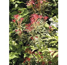 De afbeelding toont een Photinia struik met rode en groene bladeren.