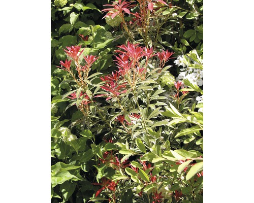 FloraSelf Rotsheide Pieris japonica "Flaming Silver" potmaat Ø 23 cm H 40-50 cm De afbeelding toont een Photinia struik met rode en groene bladeren.