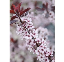 Bloeiende tak van een sierboom met bloemen en bladeren