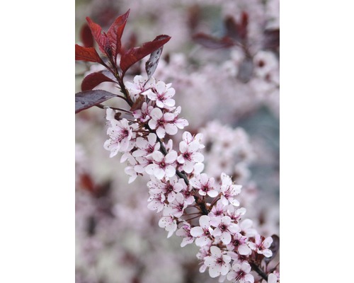 FLORASELF Sierpruim Prunus cistena potmaat Ø 33,0 cm H 100-125 cm
