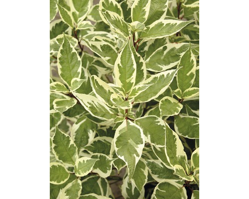FLORASELF Kornoelje Cornus alba "Ivory Halo"® potmaat Ø 33,0 cm H 100-125 cm
