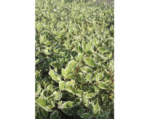 FLORASELF Kornoelje Cornus alba "Sibirica Variegata" potmaat Ø28 cm H 80-100 cm Kornoelje met bladeren