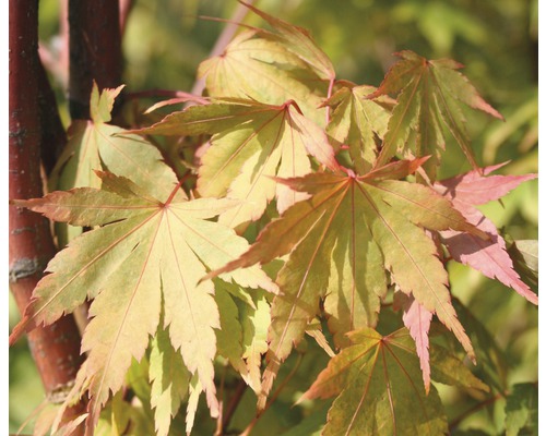 FLORASELF Japanse Esdoorn Acer palmatum "Sangokaku" potmaat Ø 28,0 cm H 80-100 cm Close-up van een Japanse esdoorn met bladeren