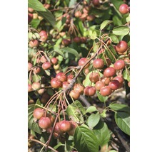 Sierappelboom met rijpe vruchten en groene bladeren
