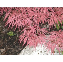 FLORASELF Japanse esdoorn Acer palmatum 'Dissectum Garnet' potmaat Ø 28 cm H 80-100 cm