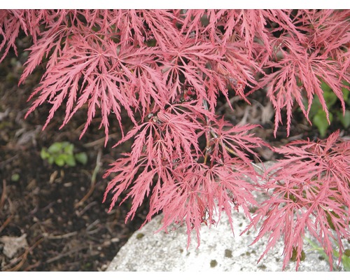 FLORASELF Japanse esdoorn Acer palmatum 'Dissectum Garnet' potmaat Ø 28 cm H 80-100 cm