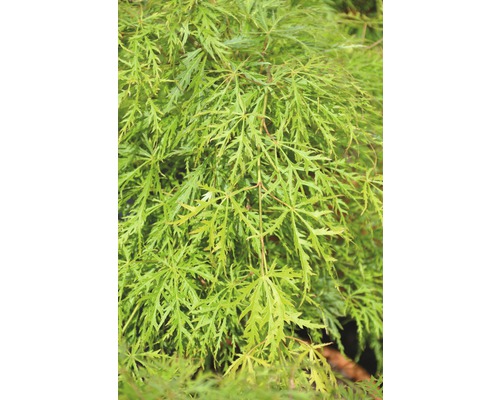 FLORASELF Japanse Esdoorn Acer palmatum 'Dissectum Viridis' potmaat Ø28 cm H 80-100 cm