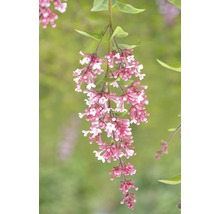 Bloeiwijze met roze en witte bloemen