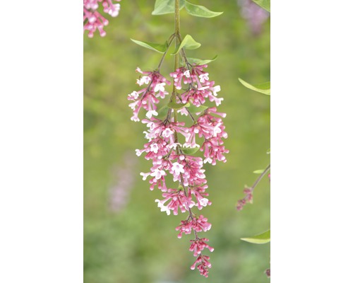 FLORASELF Dwergsering Syringa "Josee" potmaat Ø 28,0 cm H 60-80 cm
