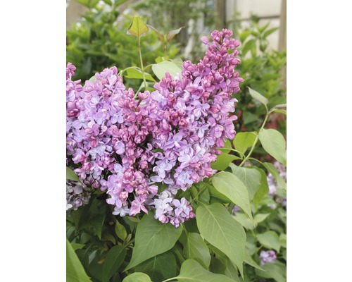 FLORASELF Canadese sering Syringa villosa 'Minuet' potmaat Ø 28,0 cm H 60-80 cm