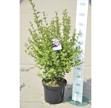 Bloemkornoelje in een pot met een meetlat voor de maatvoering.