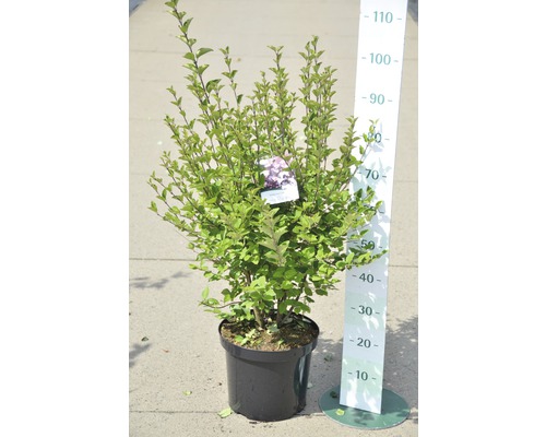 FLORASELF Dwergsering Syringa meyeri 'Tinkerbelle'® potmaat Ø 28,0 cm H 60-80 cm