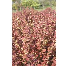 Berberis met rode bladeren en bloemen