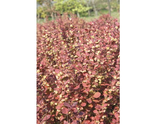 FLORASELF Zuurbes Berberis thunbergii 'Orange Rocket'® potmaat Ø 33 cm H 50-60 cm Berberis met rode bladeren en bloemen