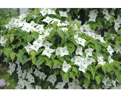 FLORASELF Japanse kornoelje Cornus kousa 'Milky Way' potmaat Ø 33,0 cm H 100-125 cm FLORASELF Japanse kornoelje Cornus kousa 'Milky Way' potmaat Ø 33,0 cm H 100-125 cm