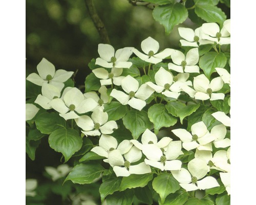 FLORASELF Japanse kornoelje Cornus kousa 'China Girl' potmaat Ø 33,0 cm H 100-125 cm FLORASELF Japanse kornoelje Cornus kousa 'China Girl' potmaat Ø 33,0 cm H 100-125 cm