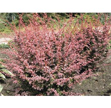 FLORASELF Japanse berberis Berberis thunbergii 'Harlequin' potmaat Ø 33,0 cm H 50-60 cm