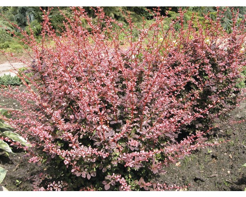 FLORASELF Japanse berberis Berberis thunbergii 'Harlequin' potmaat Ø 33,0 cm H 50-60 cm