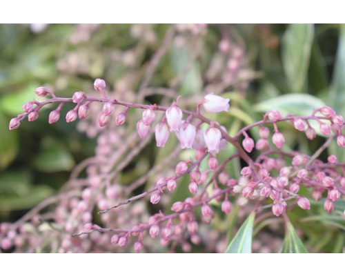FLORASELF rotsheide Pieris japonica 'Ralto Rose' potmaat Ø 23 cm H 40-50 cm Close-up van bloeiende Pieris plant