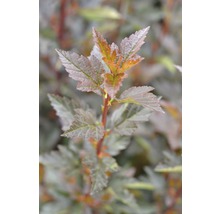 Close-up van een blaasspirea met bladeren